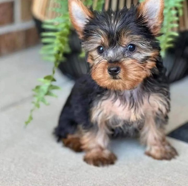 teacup.yorkie.puppies-20240831-0001